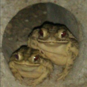 Meet your Posher, Catie